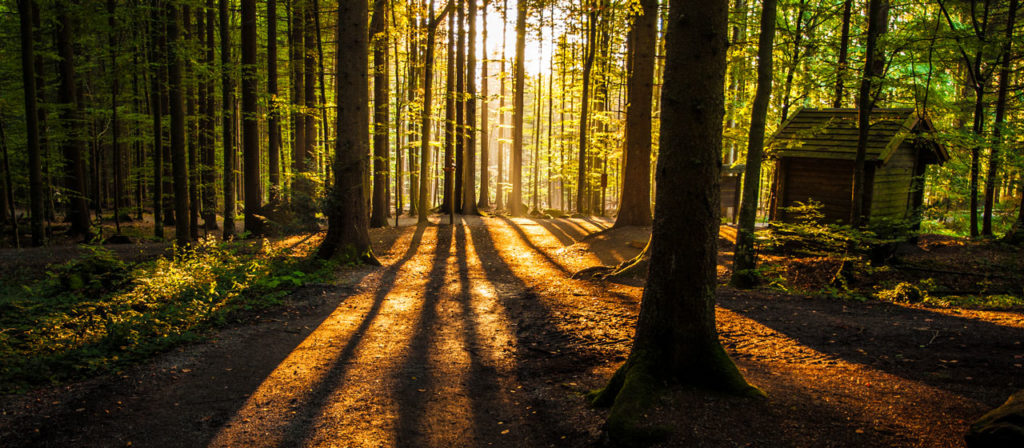 Sunlight filters through towering forest trees, casting long shadows. A small wooden cabin with a Rustic Hickory Table Top stands to the right, blending into the natural surroundings and evoking a serene, tranquil atmosphere.
